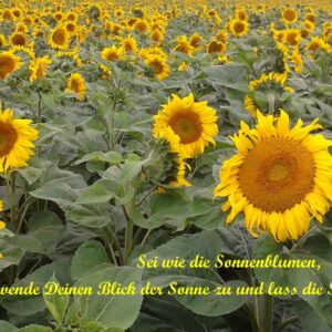 Sonnenblumenfeld