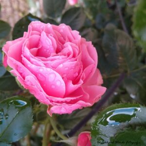 Rose nach Regenschauer