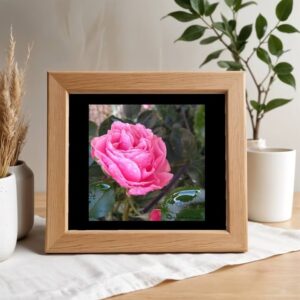 Rose nach Regenschauer