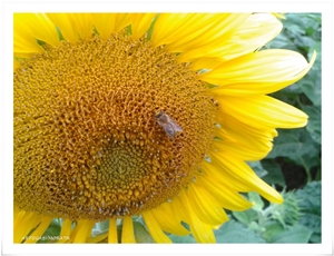 Sonnenblume - Biene