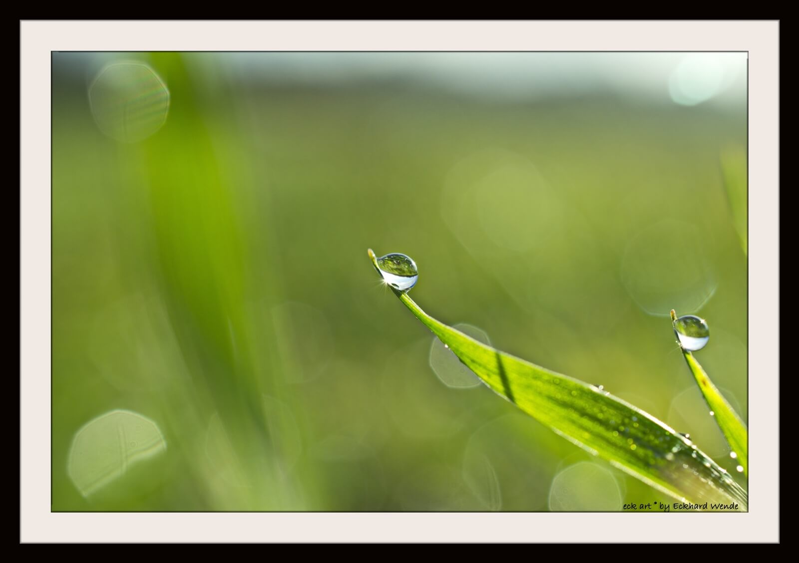 Wassertropfen an Grashalm