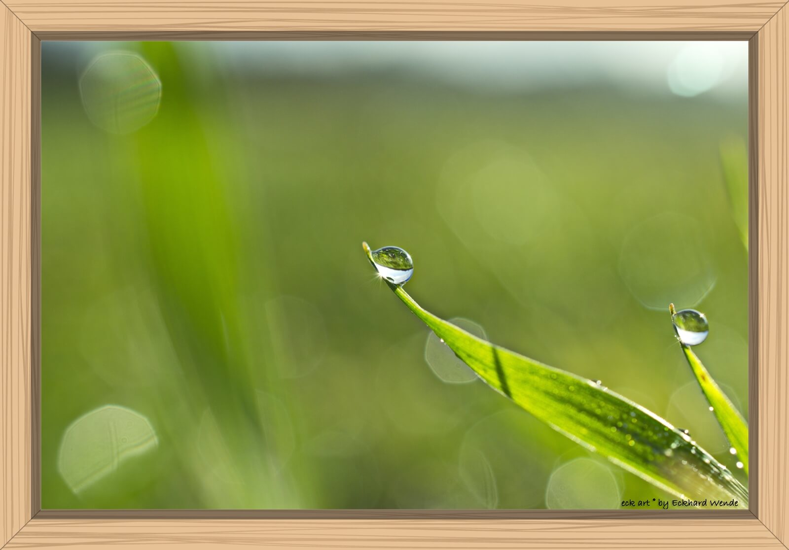 Wassertropfen an Grashalm