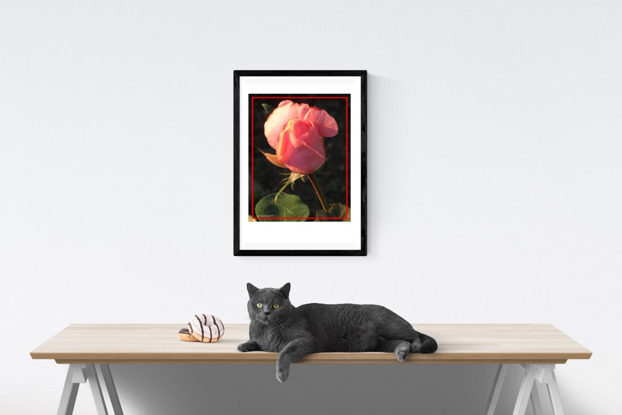 VS 20x25 Rose