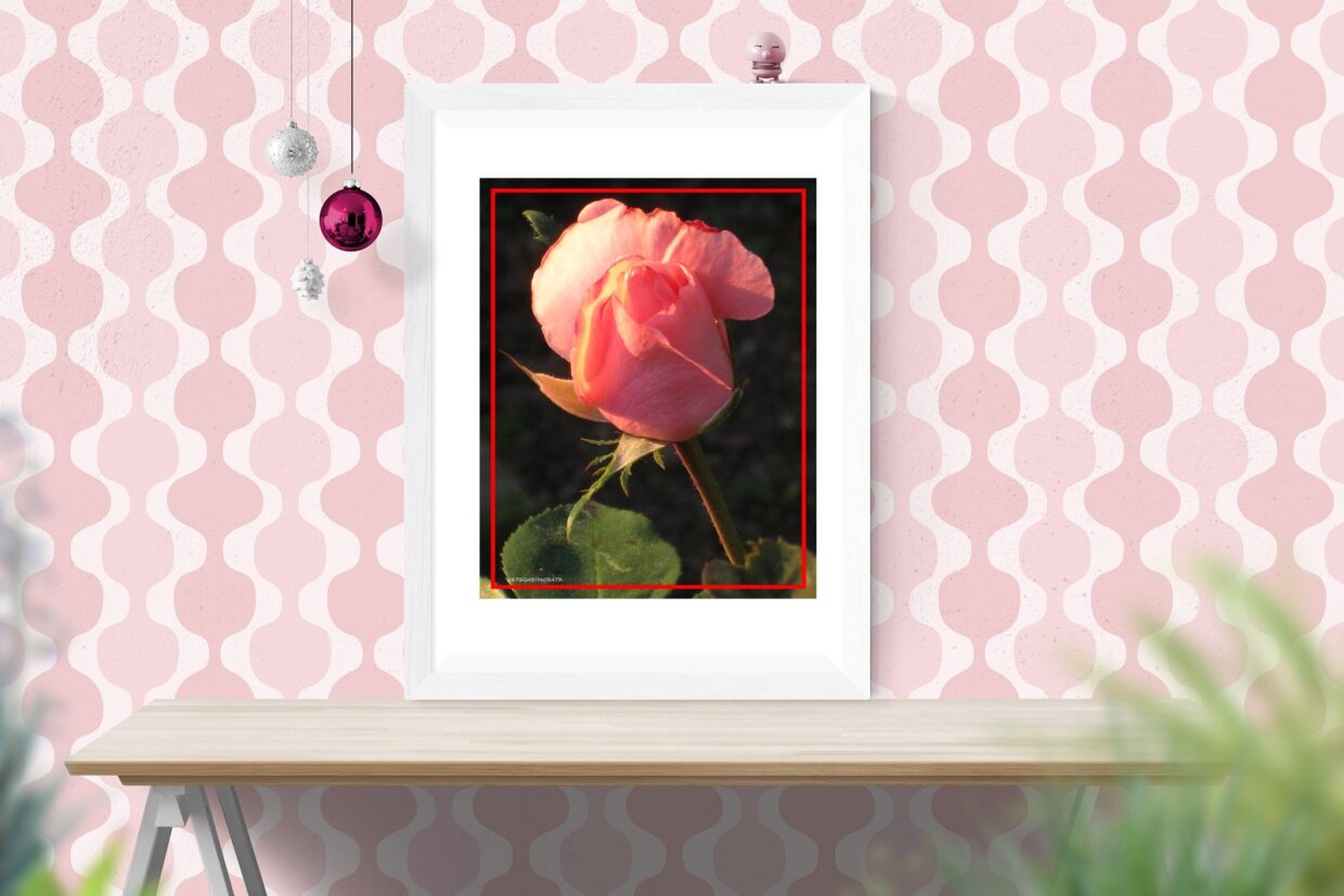 VS 20x25 Rose