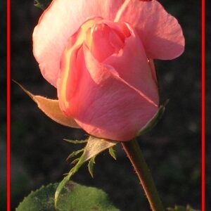 VS 20x25 Rose