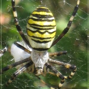 Spinne 3-40x50